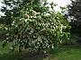 Cornus kousa var chinensis China Girl